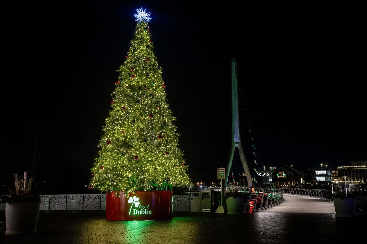 giant-christmas-trees